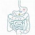 FOS 95% di frutto-oligosaccaride in polvere prebiotica Gut Health