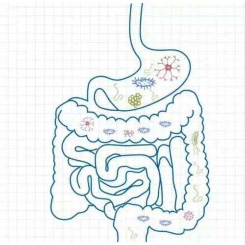 FOS 95% di frutto-oligosaccaride in polvere prebiotica Gut Health