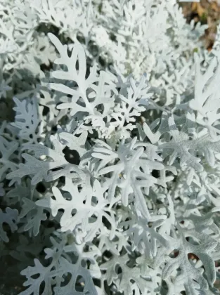 Dusty Miller Premium Greenery Foliage