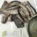 900G Canned Sardines In Vegetable Oil