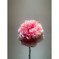 বিলাসবহুল কমান্ড কর্মক্ষমতা Peony