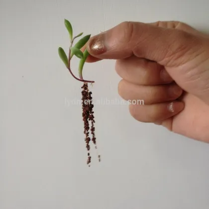 expanded clay pebbles used in vertical garden roof garden clean clay soil