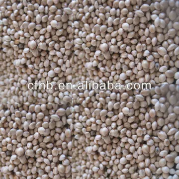 White proso millet