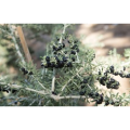 Black Goji Berry Extract Powder