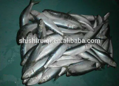 GRADE A Frozen Sardine Fish 60-70 Frozen Sardine Fish for bait