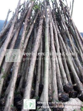 Ficus Nitida