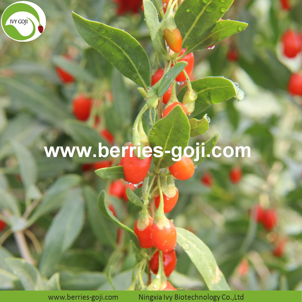 Zhongning Goji Berry