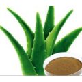Natural Aloe Vera Extract Powder