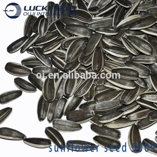 Dried Style and Raw Processing Type new crop sunflower seeds 5009