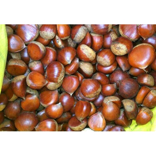 Kualitas Tinggi Baik Chestnut Segar Lezat