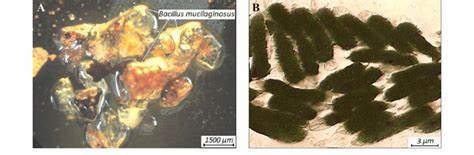 BACILLUS MUCILAGINOSUS3