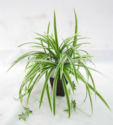 Artificial spider bush plants arrangement in pot