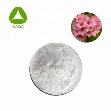 Bergenia Purpurascens Extract Bergenin 98% Powder