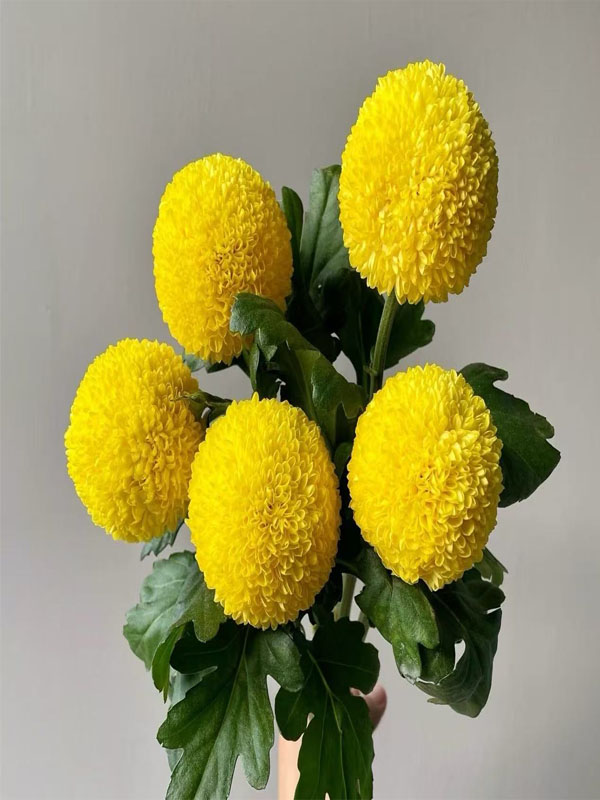 Standard chrysanthmum Ping-Pong yelow2