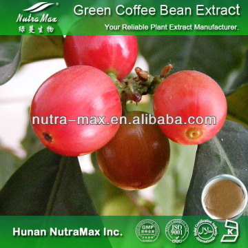 Green Coffee Bean Extract Capsule,Bulk Powder Green Coffee Bean Extract,Green Coffee Bean Extract Capsule Private Label