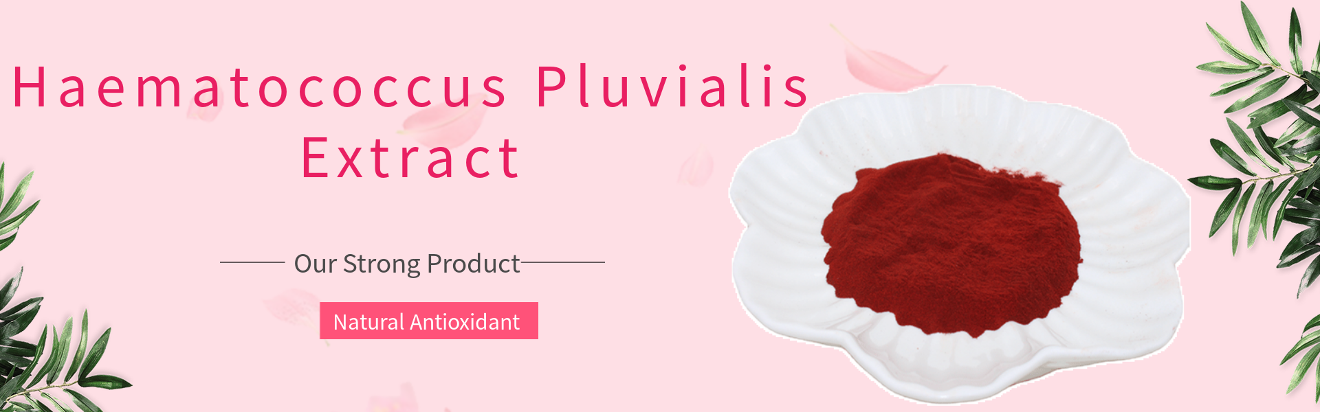 3.Haematococcus Pluvialis Extract the Best Astaxanthin Good Price