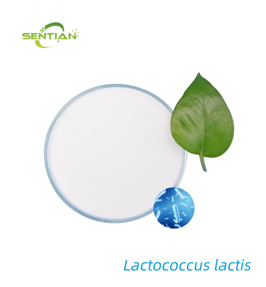 Lactococcus lactis powder