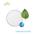 Lactococcus lactis Powder Supplement Benefits
