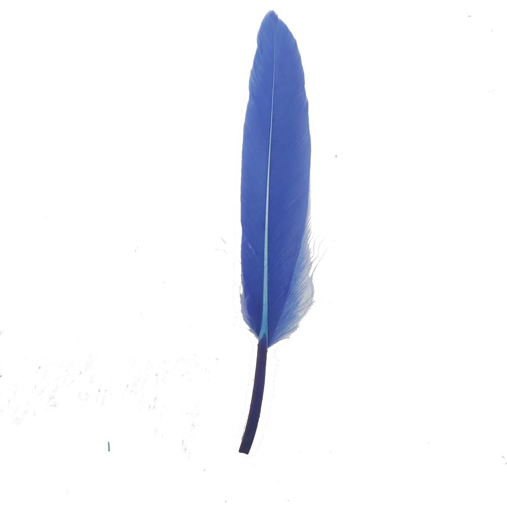 Blue Feather