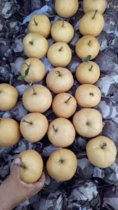2018 Fresh Fengshui pear