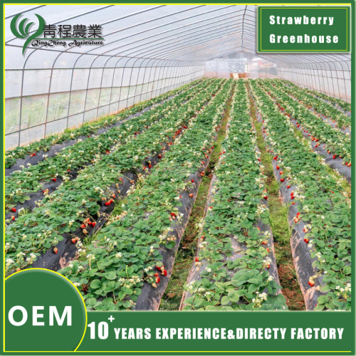 Сунічная цяпліца для высокаўраджайнага вырошчвання