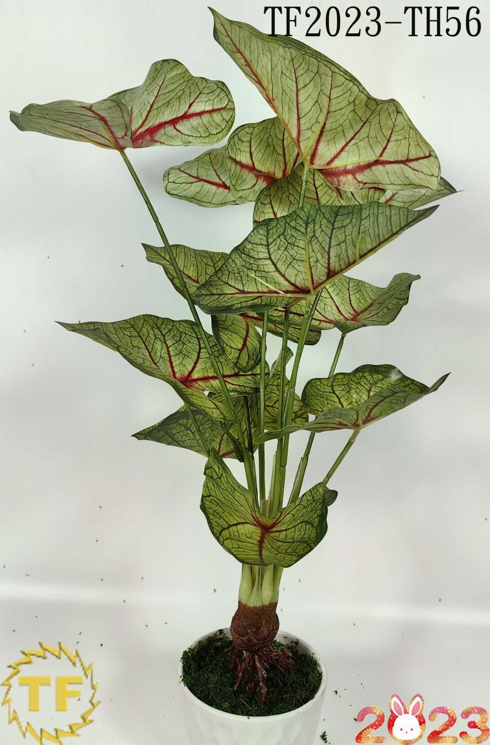 61cm Caladium White Queen leaf x 12 with plastic Pot