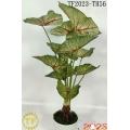 61cm Caladium White Queen leaf x 12 with plastic Pot