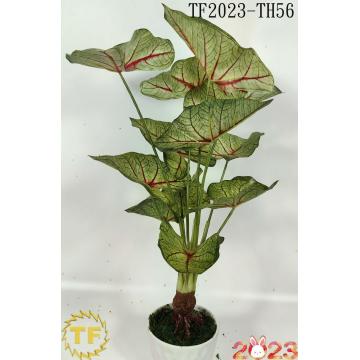 61cm Caladium White Queen leaf x 12 with plastic Pot