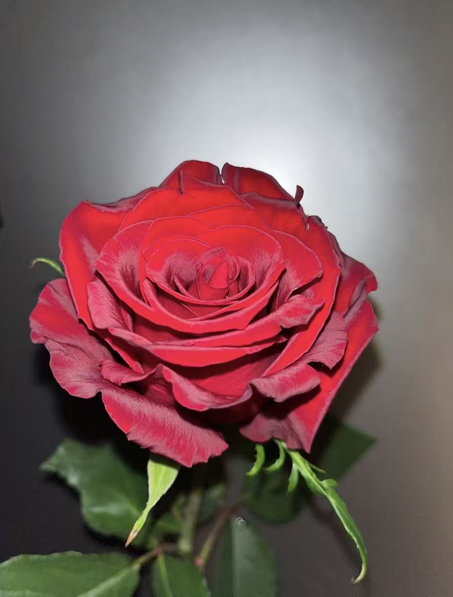 Legend Rose