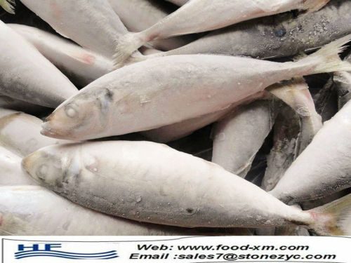 Frozen Horse Mackerel fish Size 18-20cm