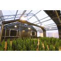 Commercial Hemp medical plants black out light deprivation