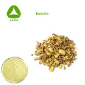 Scutellaria Baicalensis Root Extract 85 ٪ Baicalin