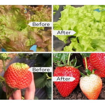 Plantas de frutas de alta qualidade 3000w Led Grow Light