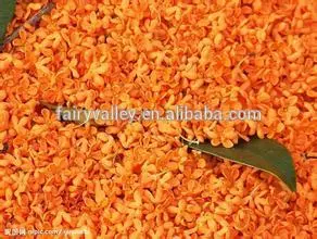 High Quality Yellow And Golden Sweet Osmanthus Fragrans Tree Seeds For Planting