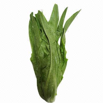 Romaine Lettuce, Small Orders Accepted, Service Reputation Price, Green Vegetable Experienced Staff