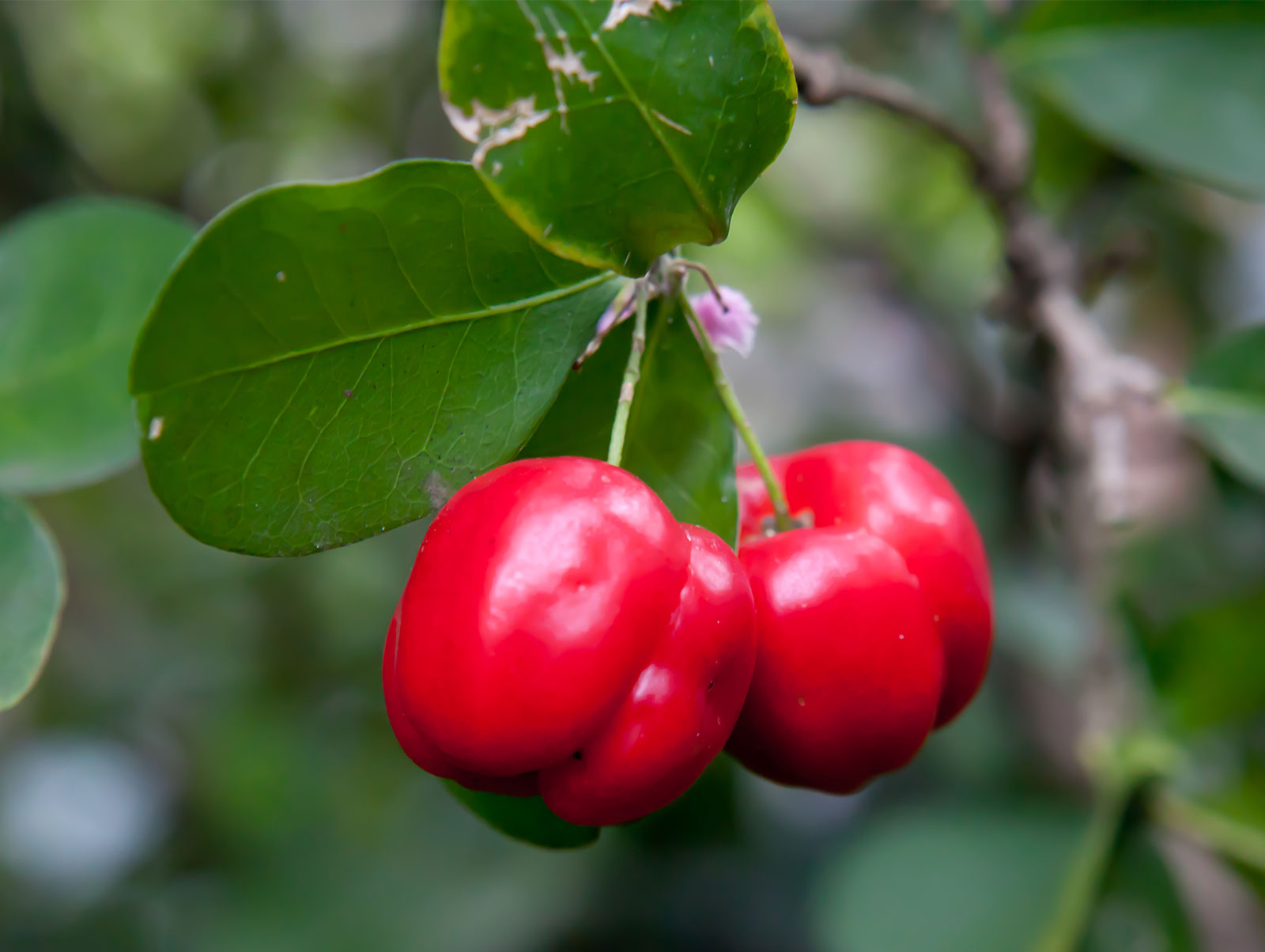 Acerola Cherry VC (2)