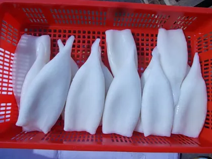 Sell IQF squid tube