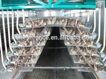galvanized A type layer quail cages for sale in Kenya farm