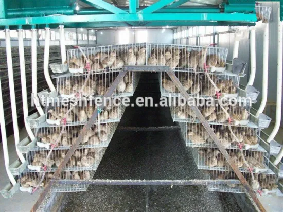 galvanized A type layer quail cages for sale in Kenya farm