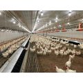 Breeder hens floor rearing system(uniform feeding)