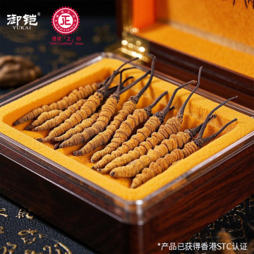 Traditional Medicinal Cordyceps Mushroom