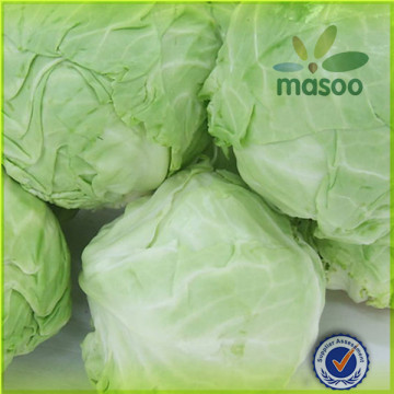 Wholesale Chinese Fresh cabbage in bulk, fresh vegetables, hot sale fresh green cabbage in 2014