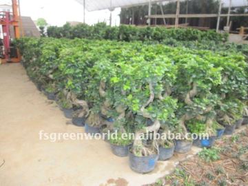 Ficus microcarpa for cyprus