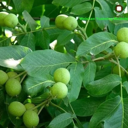 top Grade Bulk Packing Chinese Walnut Kernels Quarters
