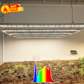 blue red grow light veg