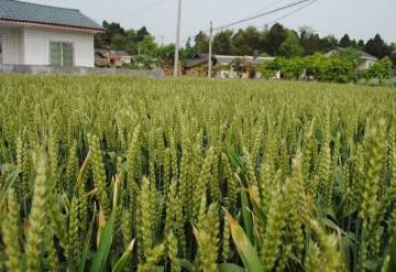 Organic Wheat Grass Seeds Easy to Grow