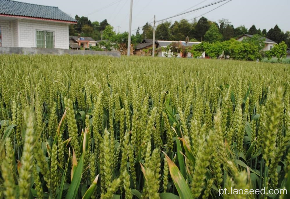 Venda superior sementes de grama de trigo orgânico