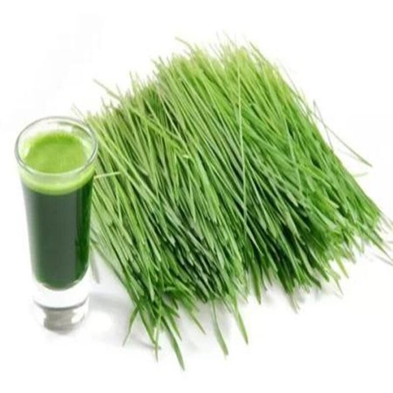 Barley Grass3 Jpg