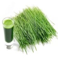 Poudre de jus d'extrait d'herbe d'orge biologique