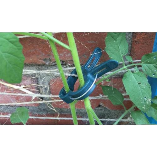 Clips de support des plantes pour les légumes de jardin vigne